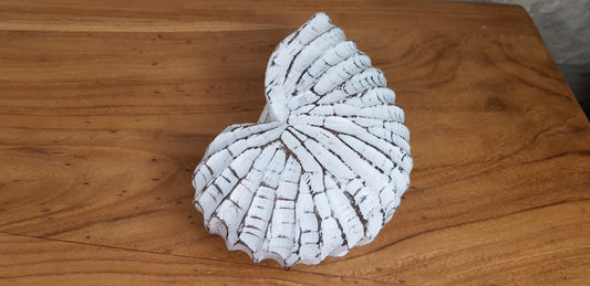 Coquillage en Bois
